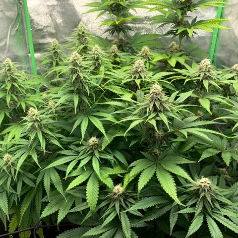 Girl Scout Cookies #1 growlog timeline photo