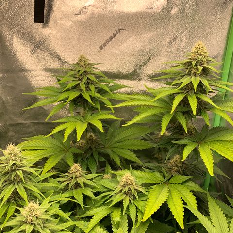 Girl Scout Cookies #1 growlog timeline photo
