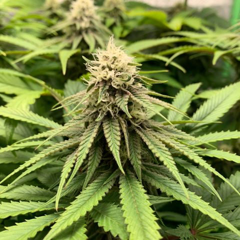 Girl Scout Cookies #1 growlog timeline photo