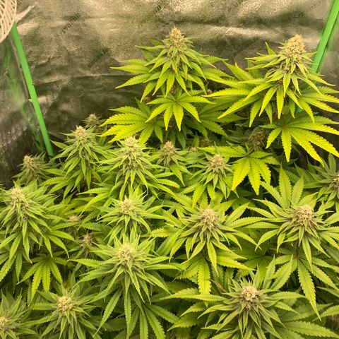 Girl Scout Cookies #1 growlog timeline photo