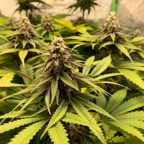Girl Scout Cookies #1 growlog timeline photo