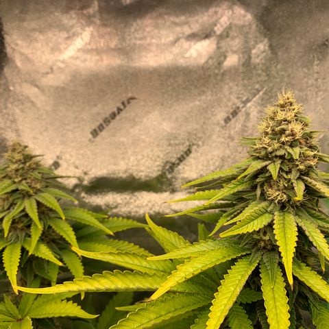 Girl Scout Cookies #1 growlog timeline photo
