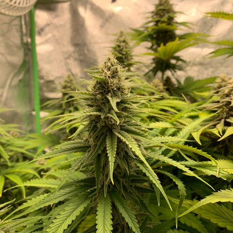 Girl Scout Cookies #1 growlog timeline photo