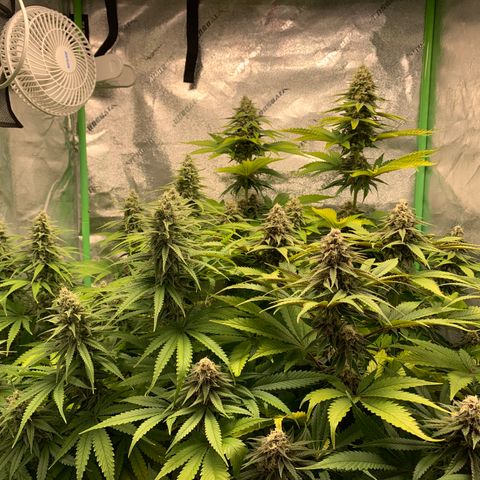 Girl Scout Cookies #1 growlog timeline photo