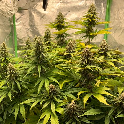Girl Scout Cookies #1 growlog timeline photo