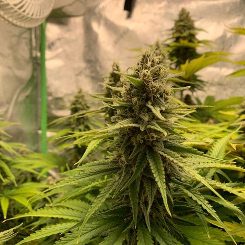 Girl Scout Cookies #1 growlog timeline photo