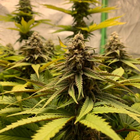 Girl Scout Cookies #1 growlog timeline photo