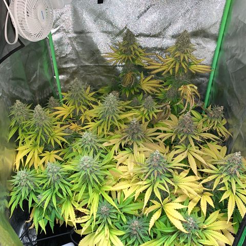 Girl Scout Cookies #1 growlog timeline photo