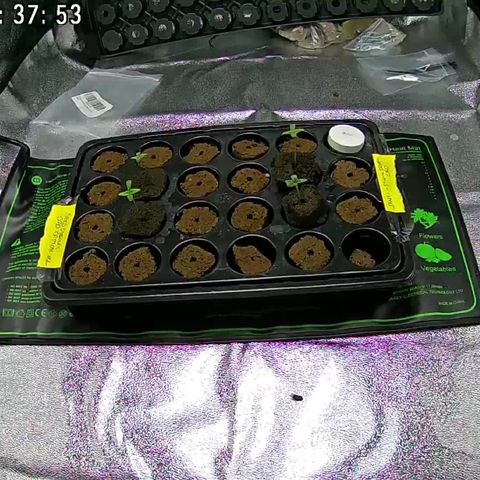 Sensi dream 1 #2 growlog timeline photo