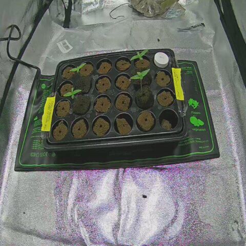 Sensi dream 1 #2 growlog timeline photo
