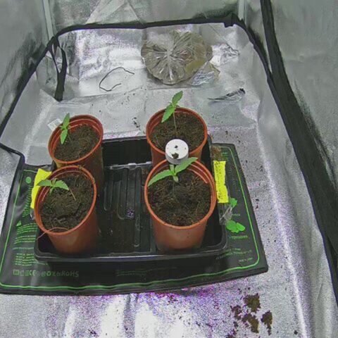 Sensi dream 1 #2 growlog timeline photo