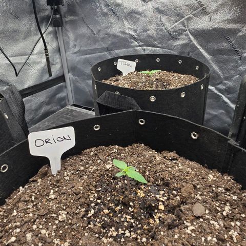 Orion growlog timeline photo