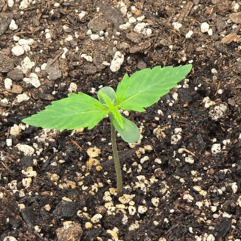 Titan growlog timeline photo