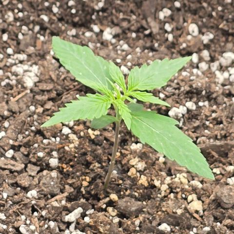 Orion growlog timeline photo