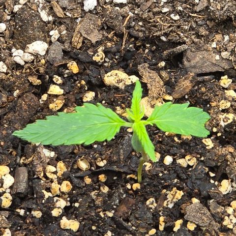 Pineapple Auto  growlog timeline photo