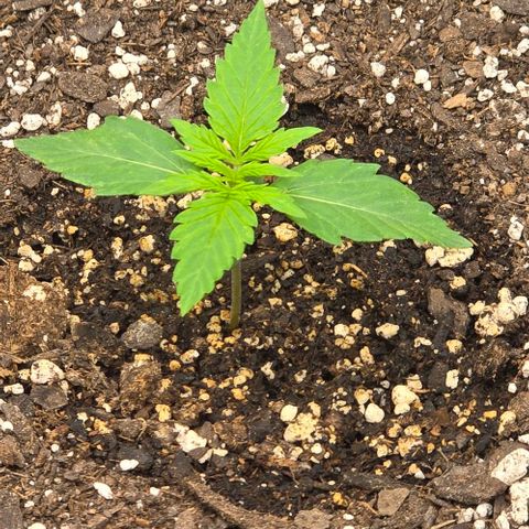Titan growlog timeline photo