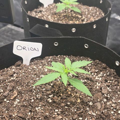 Orion growlog timeline photo