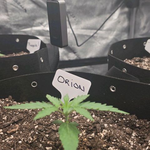 Orion growlog timeline photo