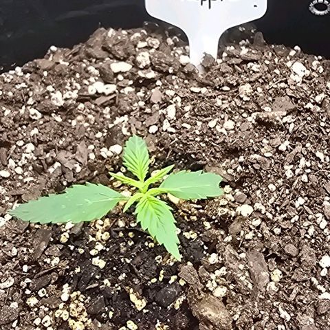 Pineapple Auto  growlog timeline photo