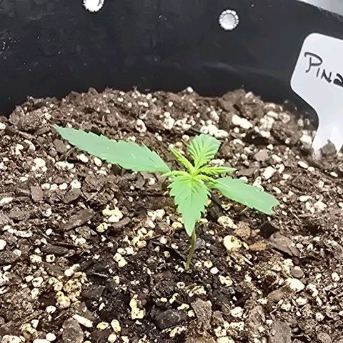 Pineapple Auto  growlog timeline photo