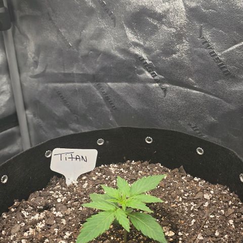 Titan growlog timeline photo