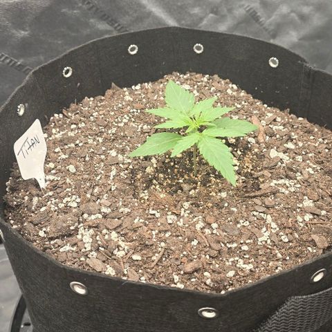 Titan growlog timeline photo