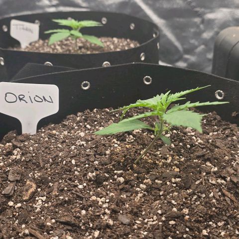 Orion growlog timeline photo