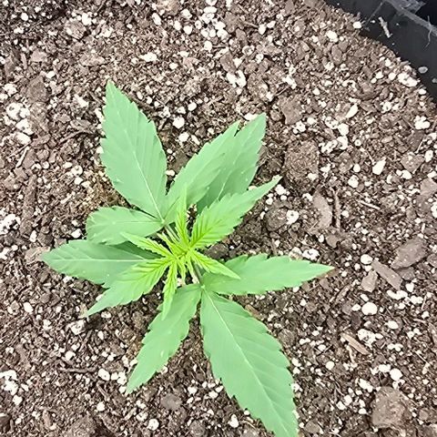 Orion growlog timeline photo