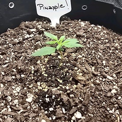Pineapple Auto  growlog timeline photo