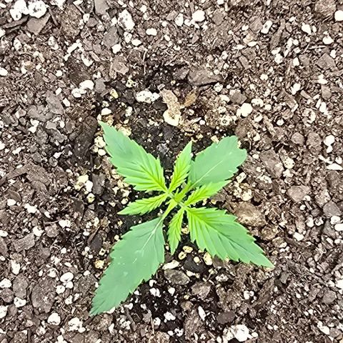 Pineapple Auto  growlog timeline photo