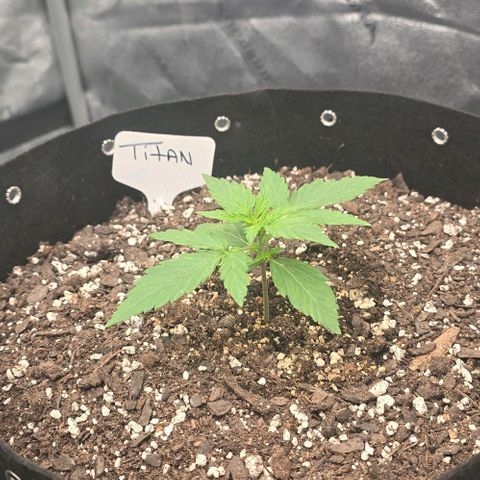 Titan growlog timeline photo