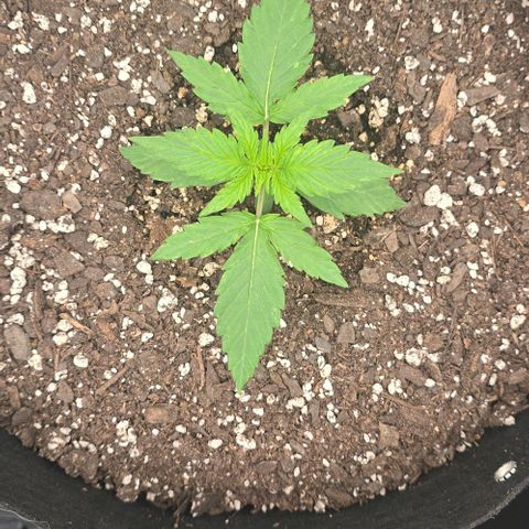 Titan growlog timeline photo