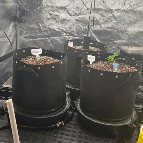 Orion growlog photo: Tree and CO2 (Exhale) layout.