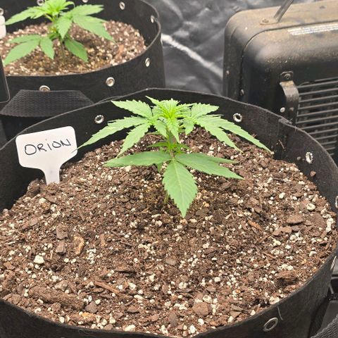 Orion growlog timeline photo