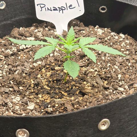Pineapple Auto  growlog timeline photo