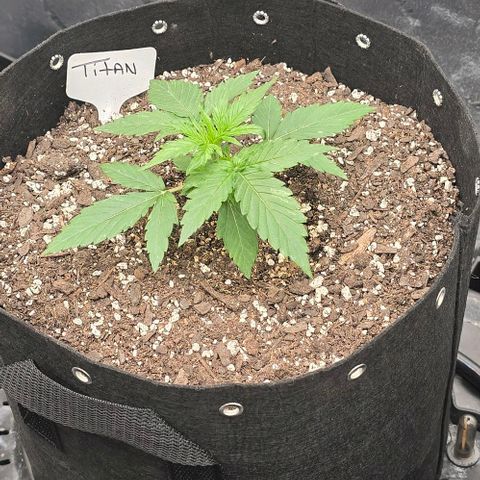Titan growlog timeline photo