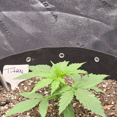Titan growlog timeline photo