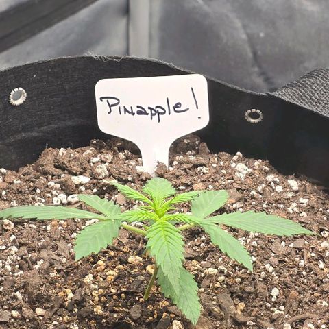 Pineapple Auto  growlog timeline photo