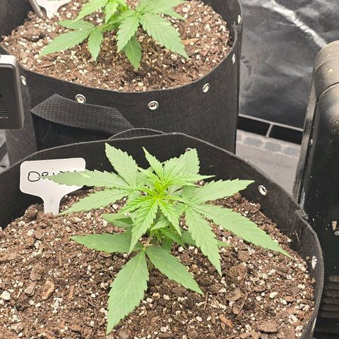 Orion growlog timeline photo