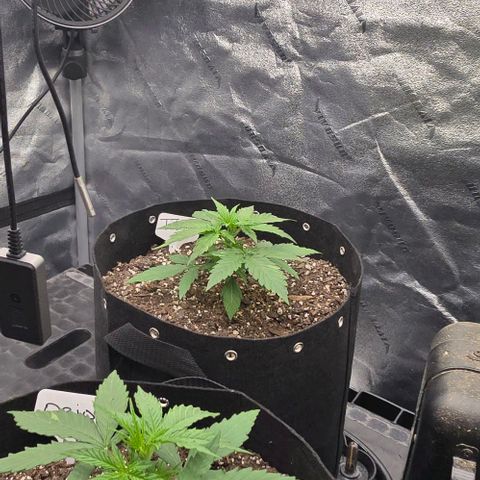 Titan growlog timeline photo