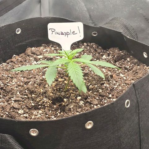 Pineapple Auto  growlog timeline photo