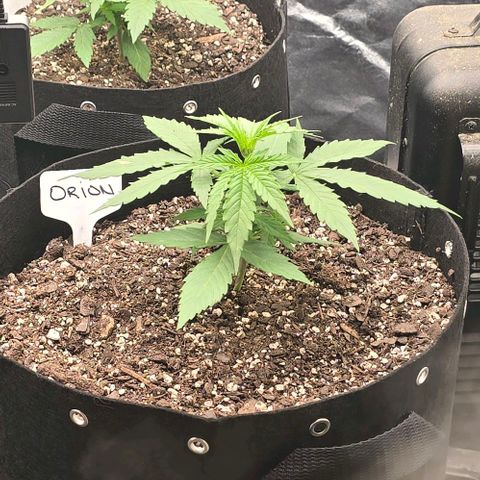 Orion growlog timeline photo
