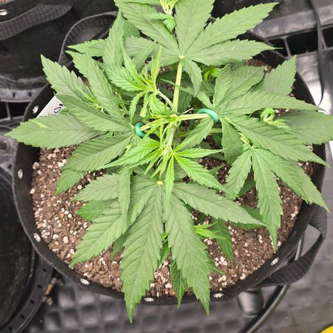 Orion growlog timeline photo