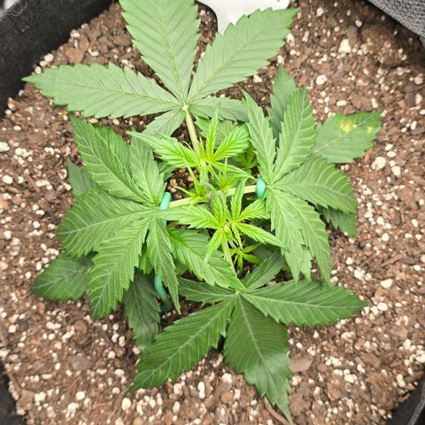 Pineapple Auto  growlog timeline photo