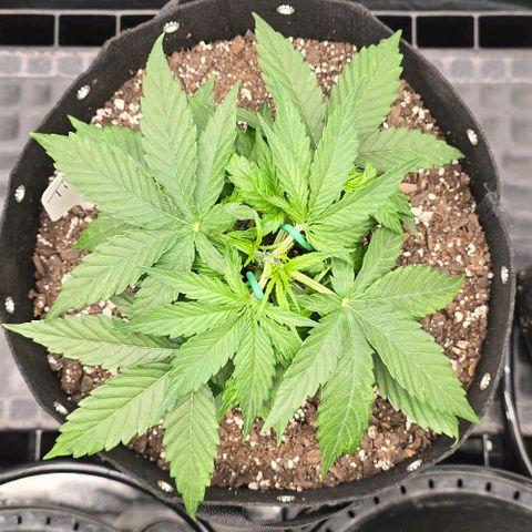 Titan growlog timeline photo