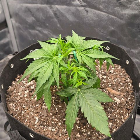 Titan growlog timeline photo
