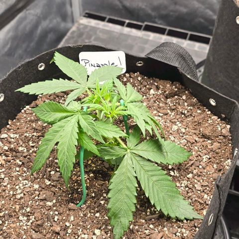 Pineapple Auto  growlog timeline photo