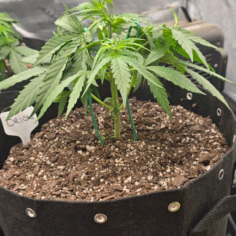 Orion growlog timeline photo