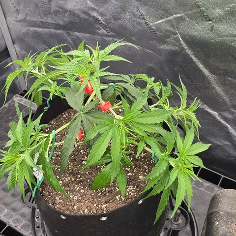 Orion growlog timeline photo