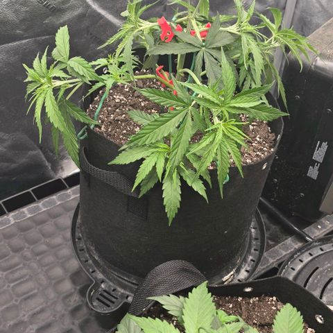 Orion growlog timeline photo